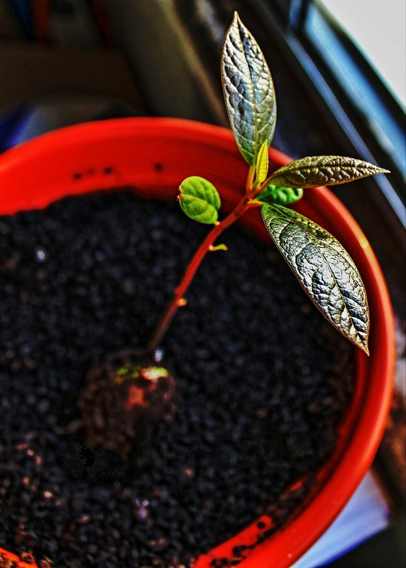 Comment Cultiver Un Avocatier Hass Avec Succ S Une Fleur Un Jardin